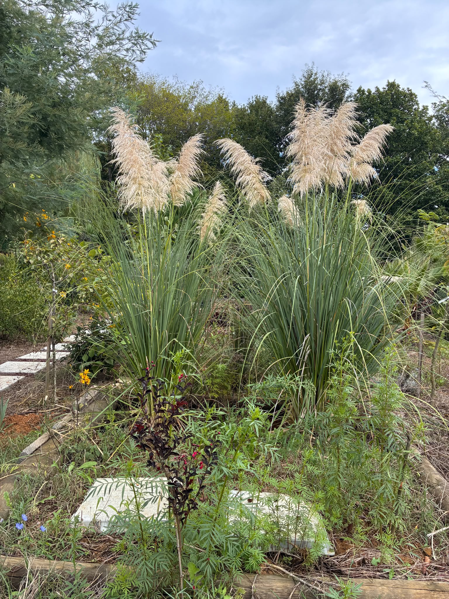 Pampas Otu