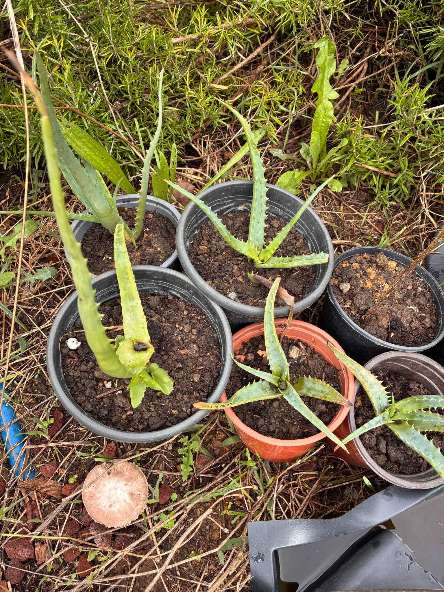 Aloe arborescens: Kaş'tan Getirdiğim Bitkiyi Sakarya'da Kışlatabilir miyim?
