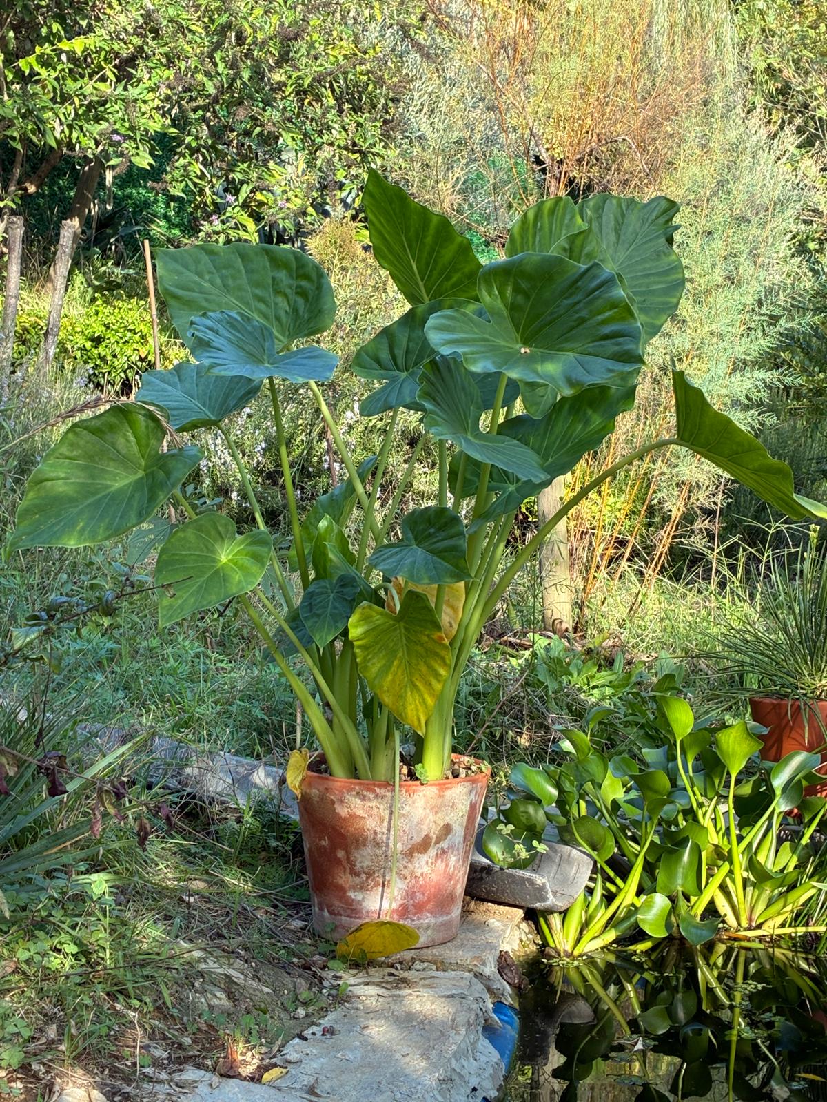 Alocasia macrorrhizos: 2 Yıl İçeride Büyüyemedi, Dışarıda Dev Oldu