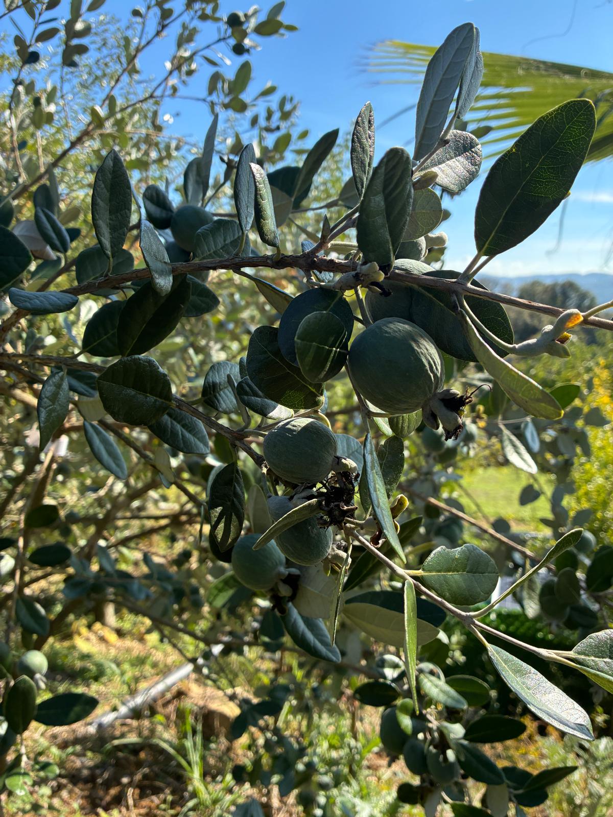 Feijoa Apollo: Sakarya'nın En Stressiz Egzotik Meyvesi