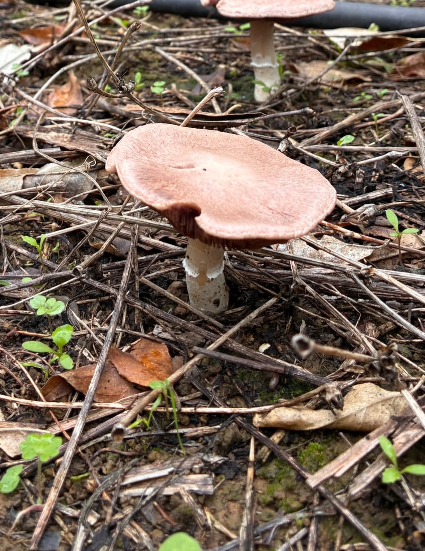 Pembe-kahve şapkalı saha mantarı — Agaricus benzeri tür