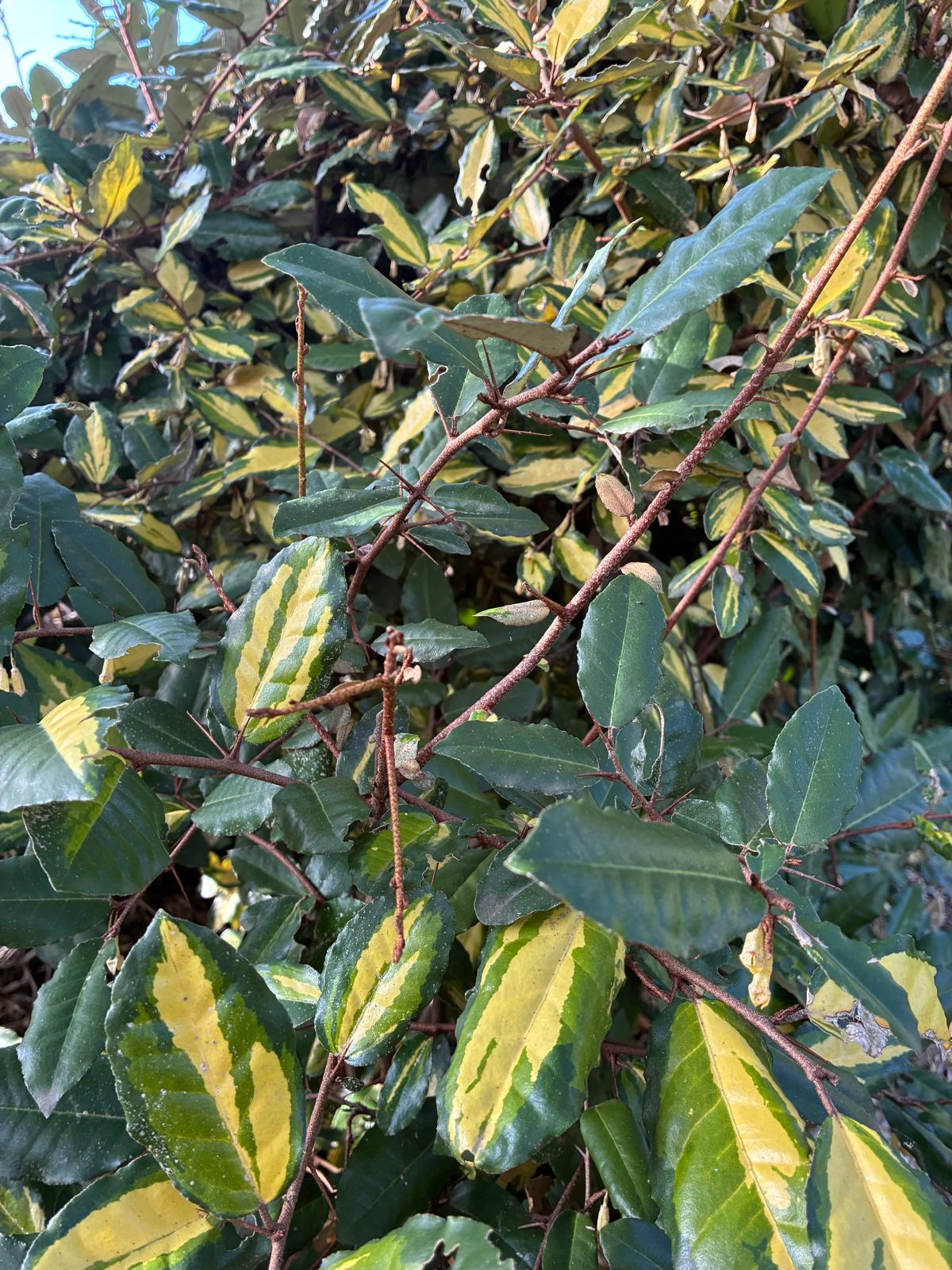 Elaeagnus pungens 'Maculata': Alacalı Yaprakların Arkasındaki Lezzetli Sürpriz