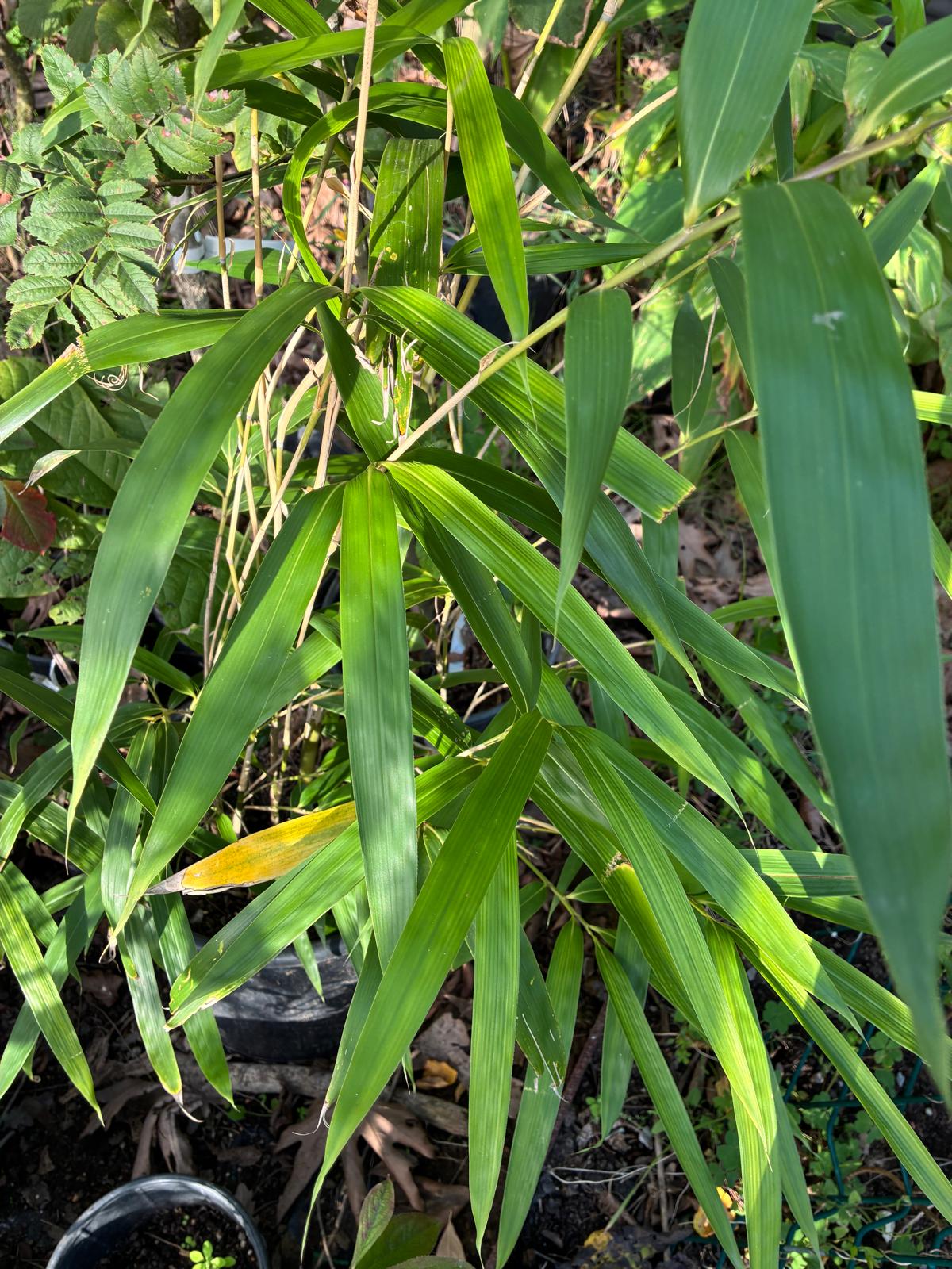 Moso Bambu