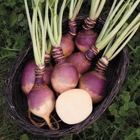 Rutabaga: Kışın Gizli Hazinesi