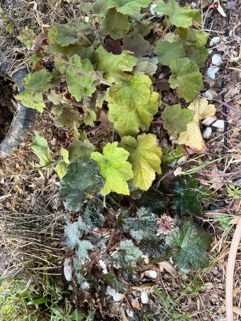 Heuchera: Gölgenin Renk Ustası