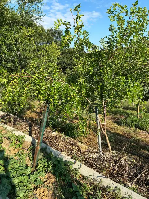 Li Hünnabı: Kökten Yetişen Nadir Bir Hazine