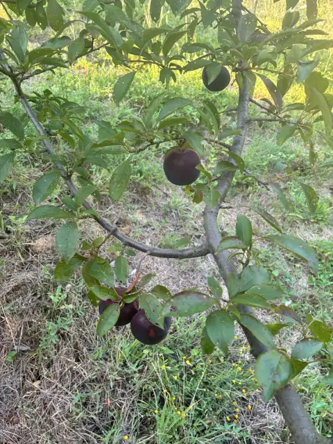 Black Amber Erik: Bahçemden Temmuz'un Siyah İncisi