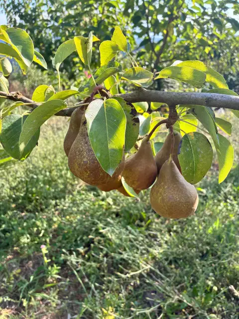 Bere Kış Armudu: Bahçemden Ağustos'un En Aromatik Meyvesi