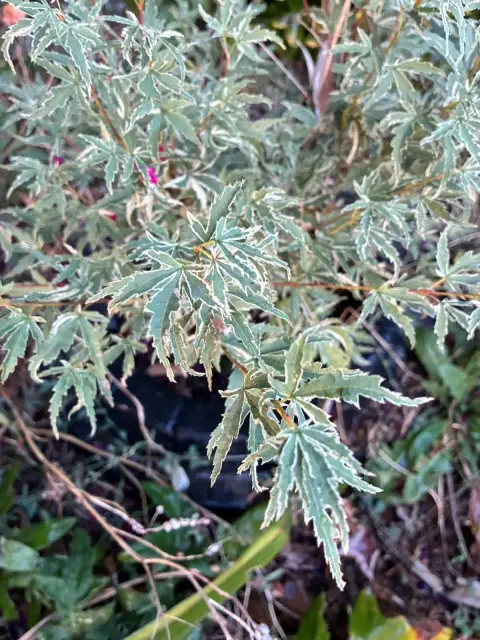 Acer palmatum Butterfly: Alacalı Yaprakların En Zarifi
