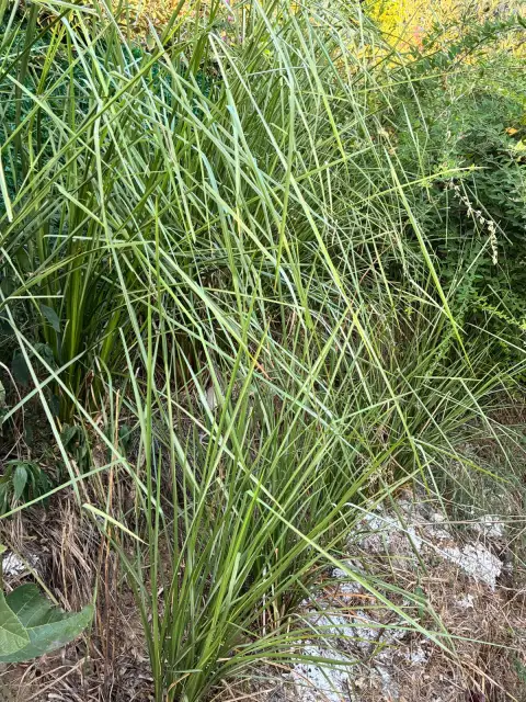 Chrysopogon zizanioides (Vetiver): Toprağı Tutan Kokulu Ot