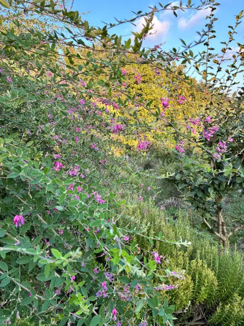 Lespedeza thunbergii: Bayırı Gelinlik Gibi Kapatan Azot Ustası