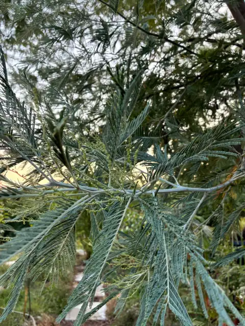 Acacia dealbata: Kışın Ortasında Sarı Ponponlarla Uyandıran Odak Ağacı