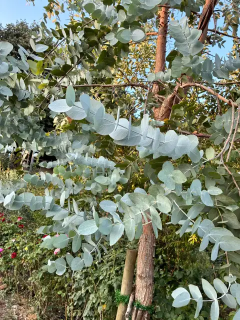 Eucalyptus gunnii: Bahçenin Gümüşü Devisi