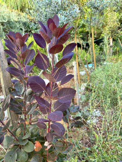 Cotinus coggygria: Bahçenin Mor Duman Bulutu