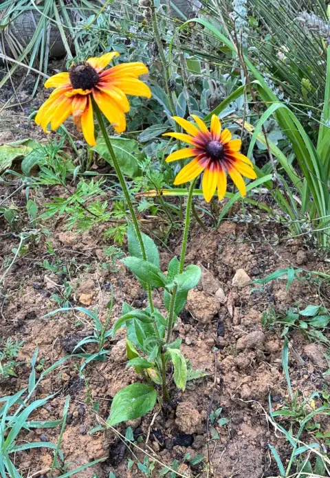 Rudbeckia hirta: Bahçenin Altın Yıldızı