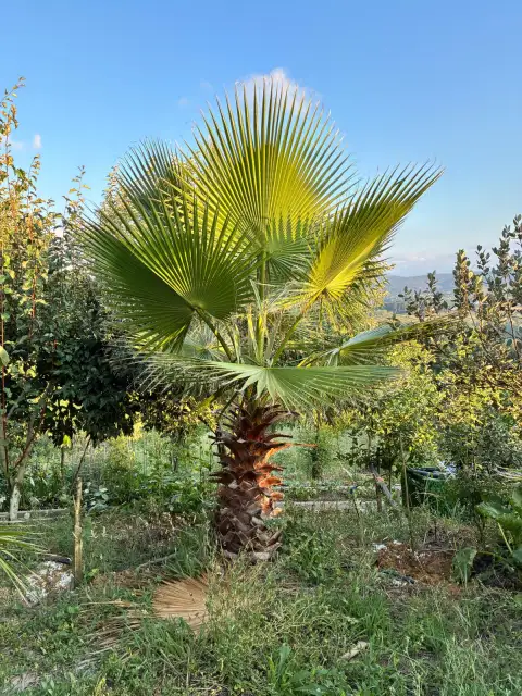 Washingtonia robusta: Tohumdan Büyüyen 10 Yıllık Mirasım
