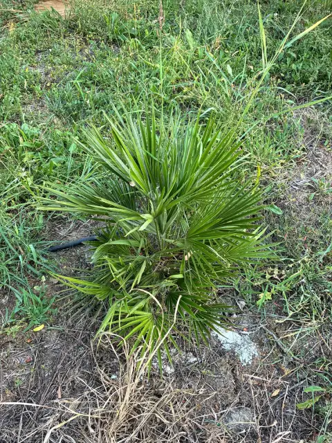 Chamaerops humilis: Avrupa'nın Tek Yerli Palmiyesi Bahçemde