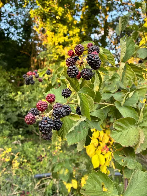 Rubus fruticosus Black Butte: Bahçenin Kuraklık Savaşcısı Böğürtleni