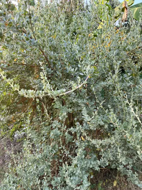 Atriplex halimus: Deniz Semizotu, PFAF'in Unuttuğumuz Bitkisi