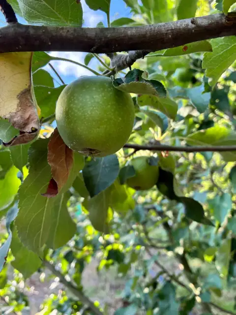 Malus domestica Granny Smith: Bahçenin Yeşil Ekşi Mucizesi