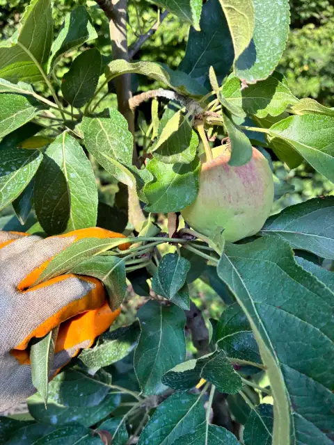 Malus domestica Fuji: Bahçenin En Tatlı Elması