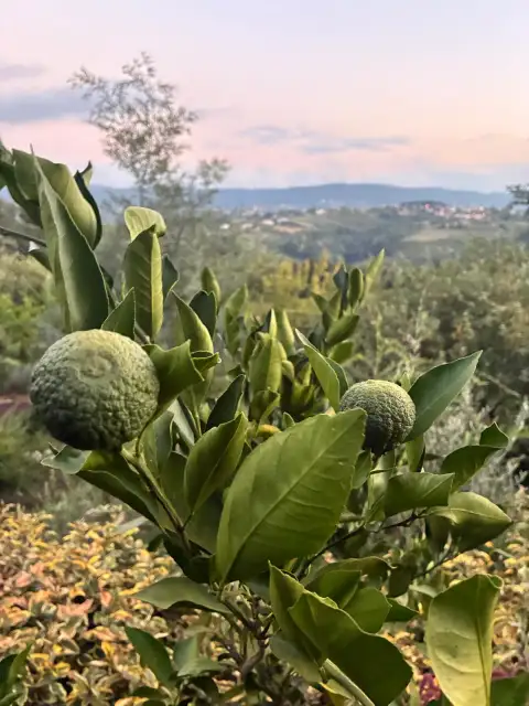 Rize Mandalinası (Satsuma): -10 Dereceye Rağmen Ölmeyen Turunçgil
