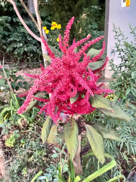 Siyah Horoz İbiği (Amaranth): Kendiliğinden Çıkan Bir Bitki