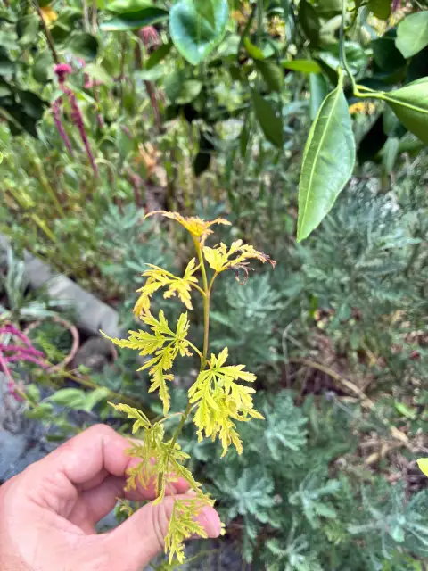Acer Palmatum 'Seiryu': Dik Büyüyen Nadir Bir Japon Akçaağacı