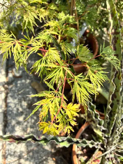 Acer Palmatum 'Emerald Lace': Sarkık Dallı Bodur Bir Japon Akçaağacı