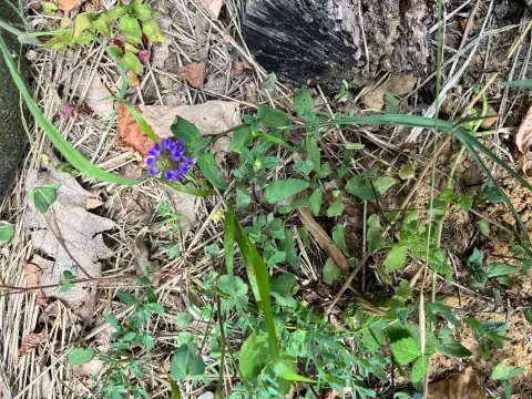 Yara Otu (Prunella Vulgaris): Bahçemin Çok Yönlü Küçük Bitkisi