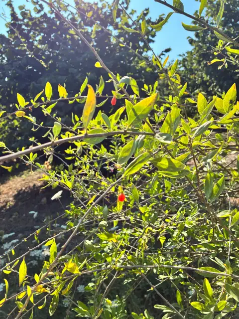 Goji Berry: Bahçemizde Yıllardır Yetişen ama İkna Olmadığım Bir Meyve