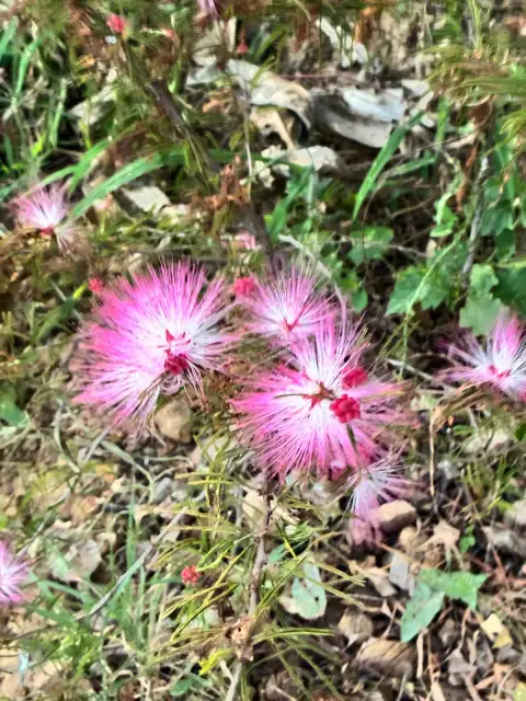 Calliandra Surinamensis: Pembe İbrişim Çiçeği