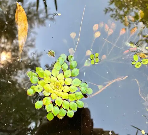 Ludwigia Sedoides: Mozaik Desenli Rozet Yapraklı Su Bitkisi