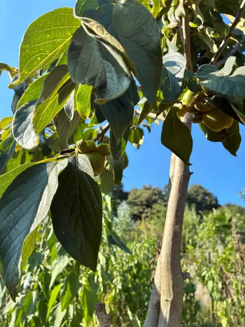 Yeşil Hurma (Diospyros Oleifera): Olgunken de Yeşil Kalan İlginç Bir Tür