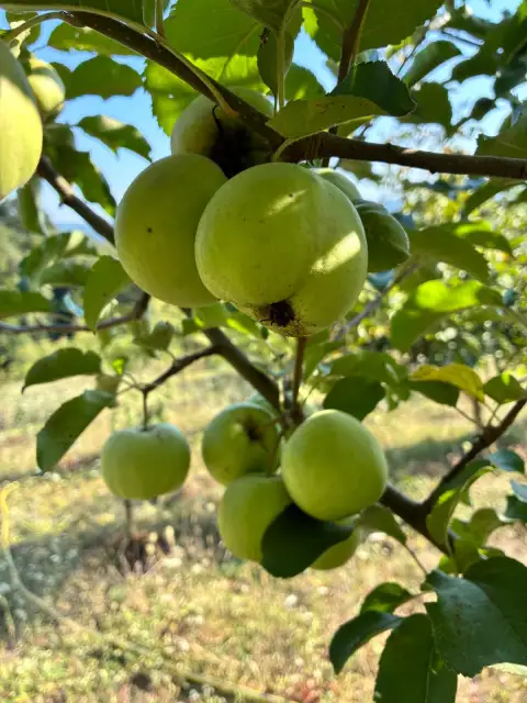 Laz Elması: Karadeniz'in Yerli Elma Çeşidi