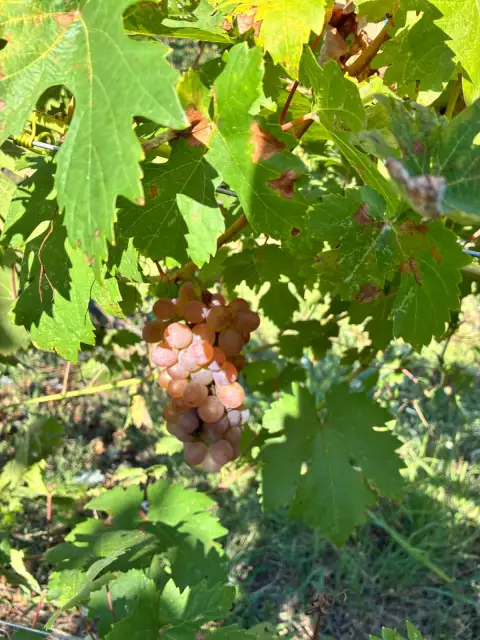 Tekirdağ Asması: Bahçenin Dayanıklı Konuğu