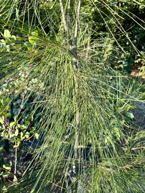 Casuarina Equisetifolia: Bahçede Sabırla Büyüyen Rüzgar Perdesi