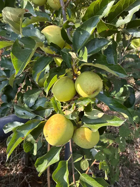 Golden Delicious Elma: Bahçedeki En Dertsiz Çeşit, Şimdiye Kadar Kurt Görmediğim Tek Ağaç