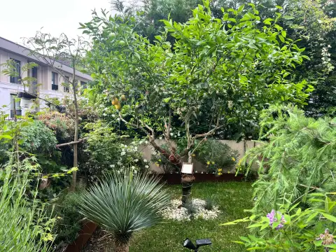 Limon Ağacını Merkeze Alan Bir Bitki Birliği: Şehir Bahçesinde Çoklu Katmanlı Bir Tasarım