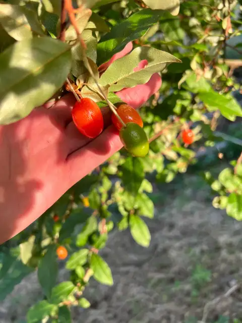 Red Gem Goumi: Kiev'den Gelen, Kirazı Bir Tada Sahip Çeşit