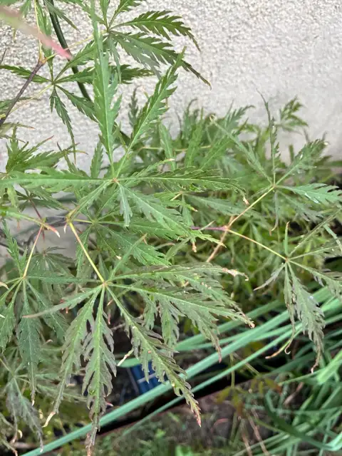 Acer Palmatum Tamukeyama: Yaz Sıcağında Bile Rengini Kaybetmeyen Bir Japon Akçaağacı