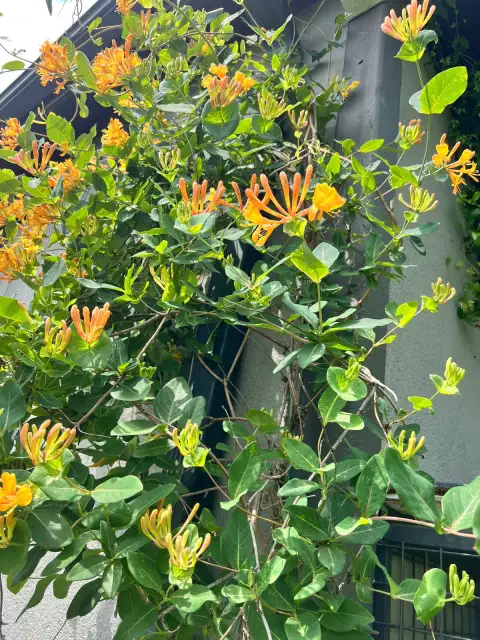 Lonicera Tellmanniana: Çardaklarımı Turuncuya Boyayan Sarı Hanımeli