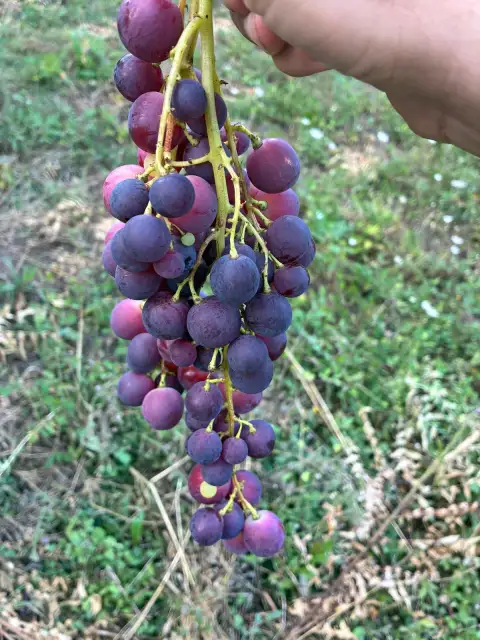 Vitis vinifera Alphonse Lavallée: Bahçenin Mor İncisi