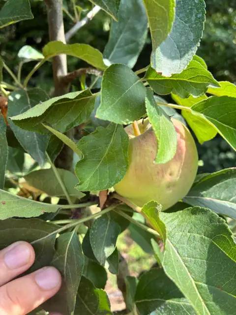 Pink Lady (Cripps Pink): Bahçemdeki Geç Olgunlaşan Pembe Elma