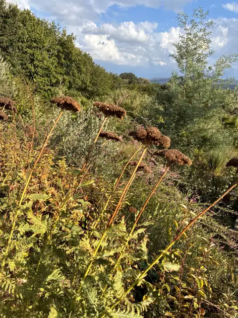Büyük Civanperçemi (Achillea filipendulina): Az Suyla İdare Eden Altın Renkli Bir Konuk
