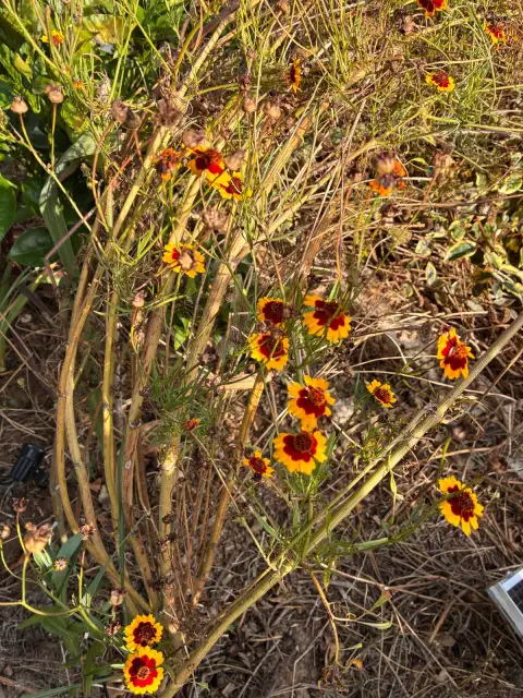Coreopsis Tinctoria: Kara Gözlü Susan Sandığım Ama Aslında Başka Bir Çiçek