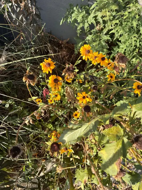 Rudbeckia Triloba: Kara Gözlü Susan Değil, Onun Çok Çiçekli Kuzeni