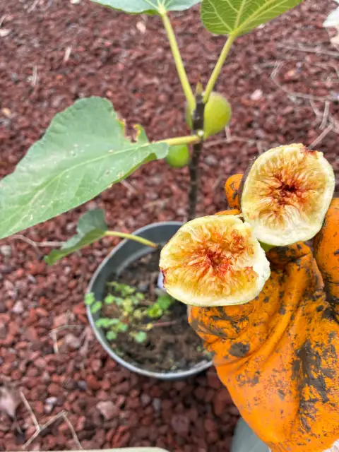 Black Madeira İnciri: İlk Meyvesini Verdi Ama Bu Sene Olgunlaşamadı