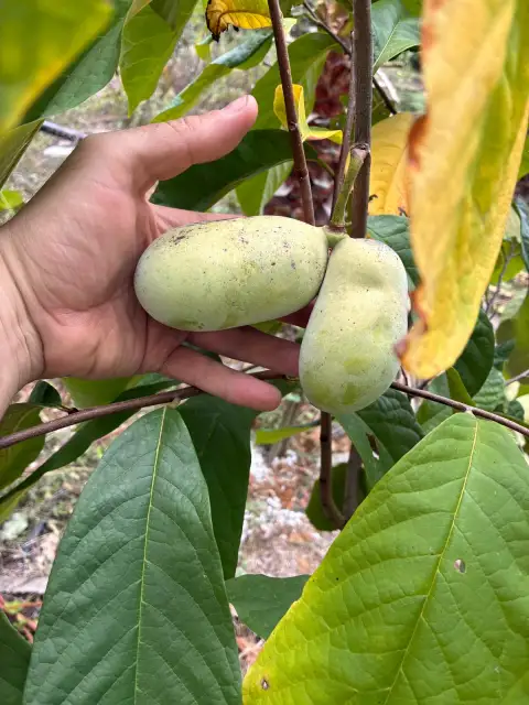 Pawpaw: Kentucky Champion Çeşidimiz İlk Olgun Meyvesini Verdi - Muz, Ananas ve Puding Arası Bir Lezzet