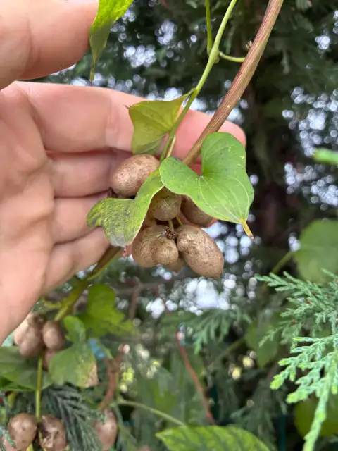 Chinese Yam: Sarmaşığın Gerçek Kimliği - Apios Değil, Tarçın Kokulu Bir Yam